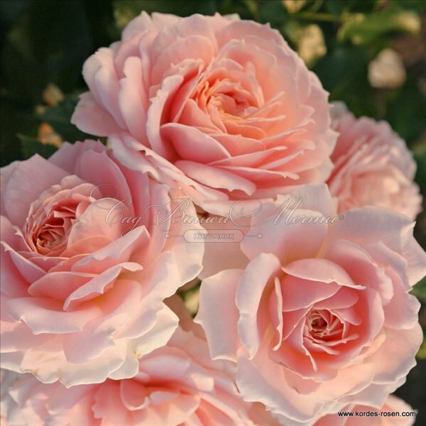 Роза Cremosa (Кремоза) — фото 2