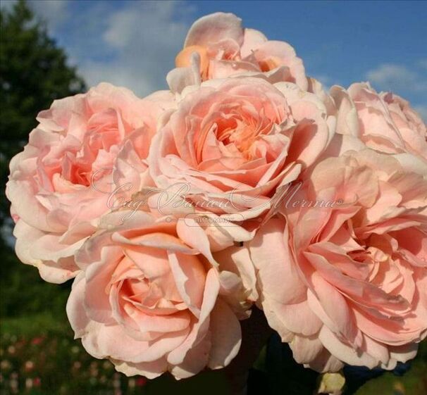 Роза Cremosa (Кремоза) — фото 4