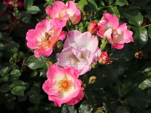 Роза Dolomiti (Доломиты) — фото 2