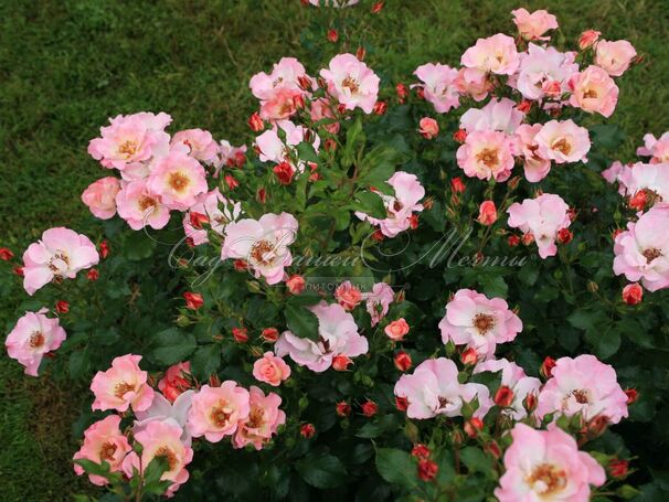 Роза Dolomiti (Доломиты) — фото 3