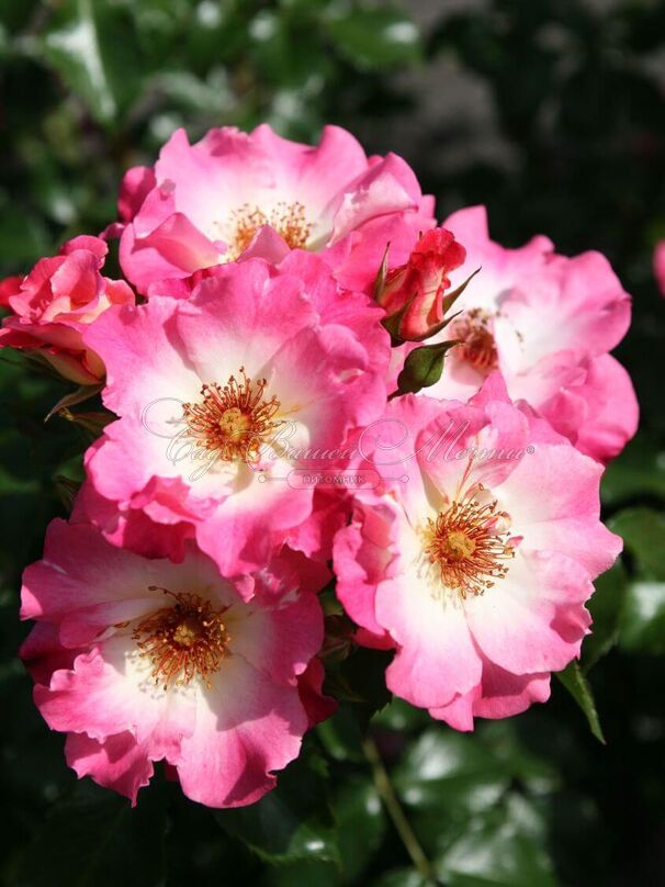 Роза Dolomiti (Доломиты) — фото 4