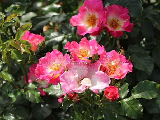Роза Dolomiti (Доломиты) — фото 6