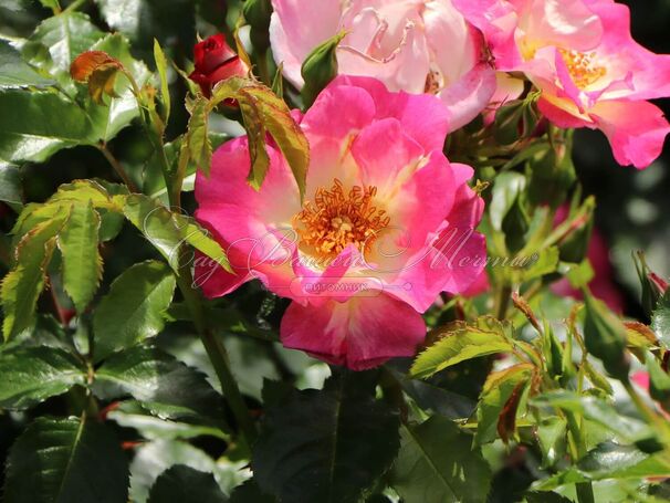 Роза Dolomiti (Доломиты) — фото 7