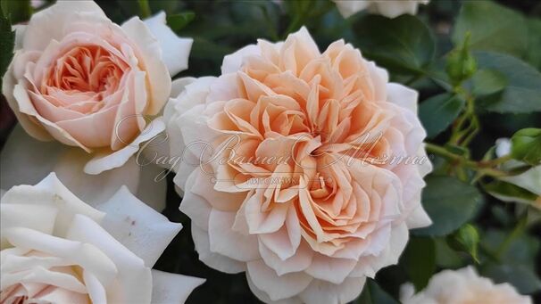 Роза Garden of Roses (Гарден оф Роузес) — фото 2