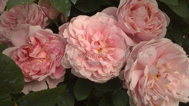 Роза Garden of Roses (Гарден оф Роузес) — фото 3