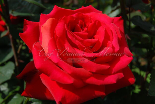 Роза Grande Amore (Гранд Аморе) — фото 3