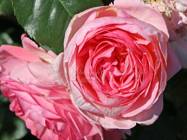 Роза Kolner Flora (Кёльнер Флора) — фото 2