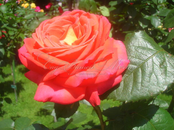 Роза Konigin der Rosen (Конигин Дер Розен) — фото 2