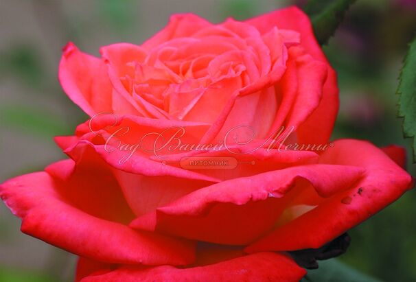 Роза Konigin der Rosen (Конигин Дер Розен) — фото 3