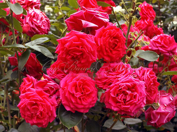 Роза My Gillet Rose (Май Жели Роуз) — фото 2