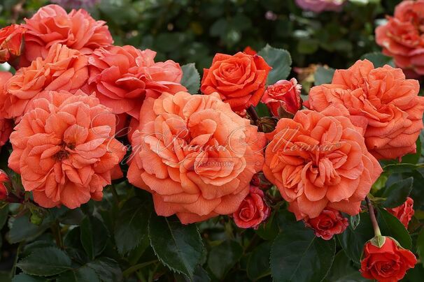 Роза Orangerie (Оронжери) — фото 2