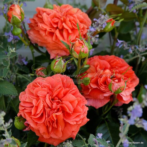 Роза Orangerie (Оронжери) — фото 3