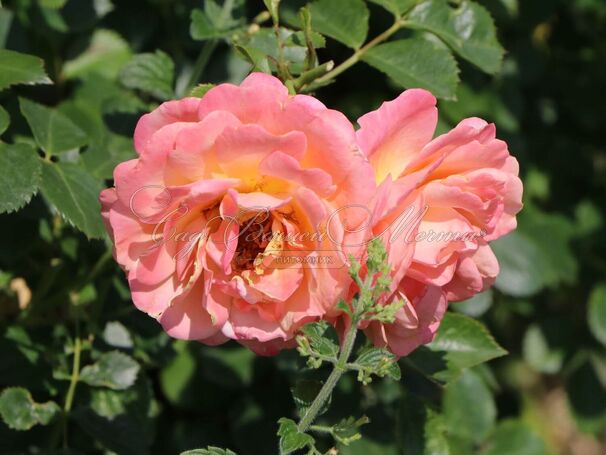 Роза Peach Melba (Пич Мельба) — фото 3