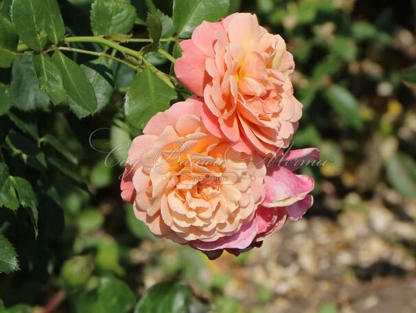 Роза Peach Melba (Пич Мельба) — фото 4