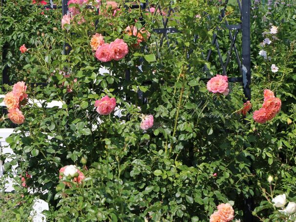 Роза Peach Melba (Пич Мельба) — фото 5
