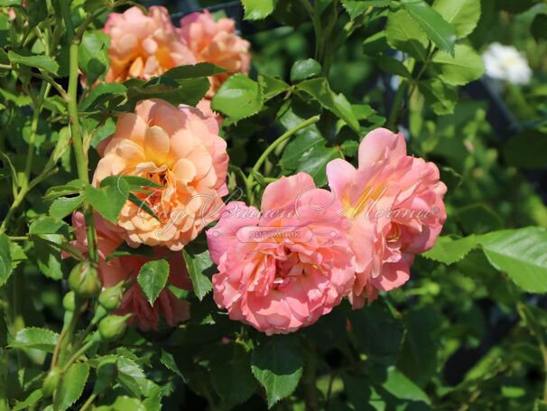 Роза Peach Melba (Пич Мельба) — фото 7