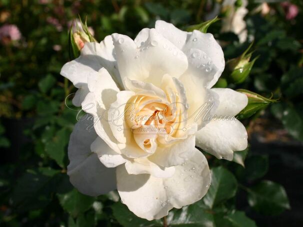 Роза Petticoat (Петтикоут) — фото 4