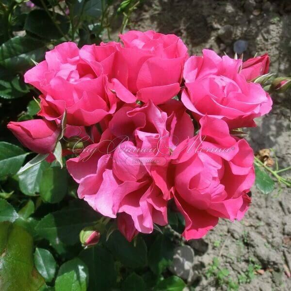 Роза Pink Forest Rose (Пинк Форест Роуз) — фото 2
