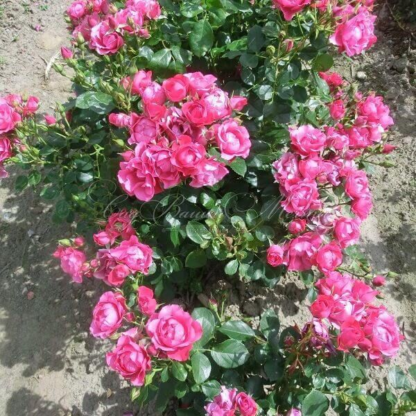Роза Pink Forest Rose (Пинк Форест Роуз) — фото 3