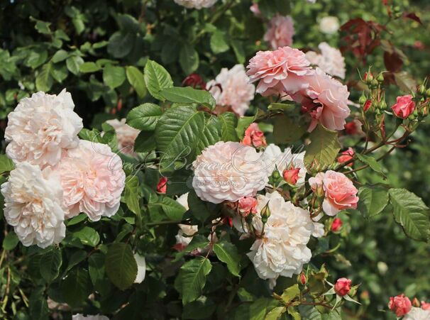 Роза Rose de Tolbiac (Роз де Толбиак) — фото 3