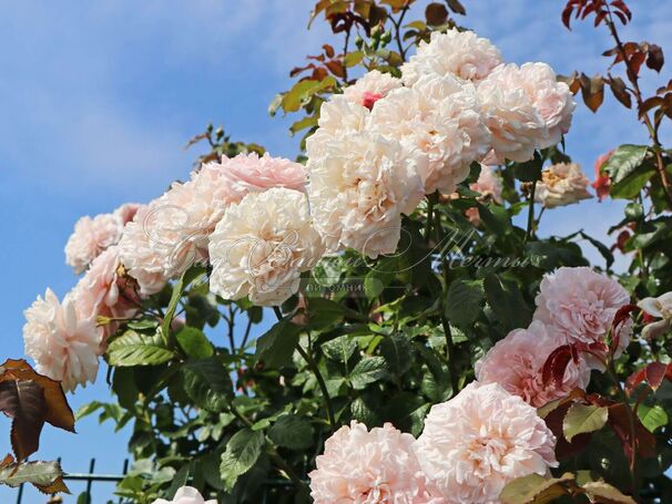 Роза Rose de Tolbiac (Роз де Толбиак) — фото 4