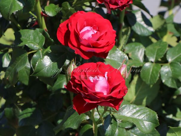 Роза Rose der Einheit (Розе дер Айнхайт) — фото 5