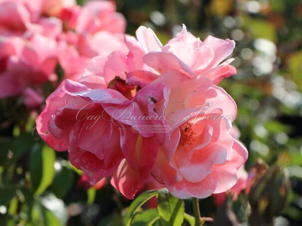 Роза Roseromantic (Розеромантик) — фото 2