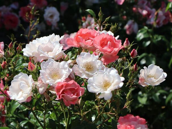 Роза Roseromantic (Розеромантик) — фото 3