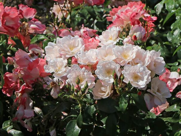 Роза Roseromantic (Розеромантик) — фото 4