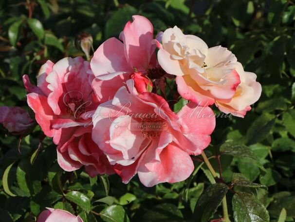 Роза Roseromantic (Розеромантик) — фото 5