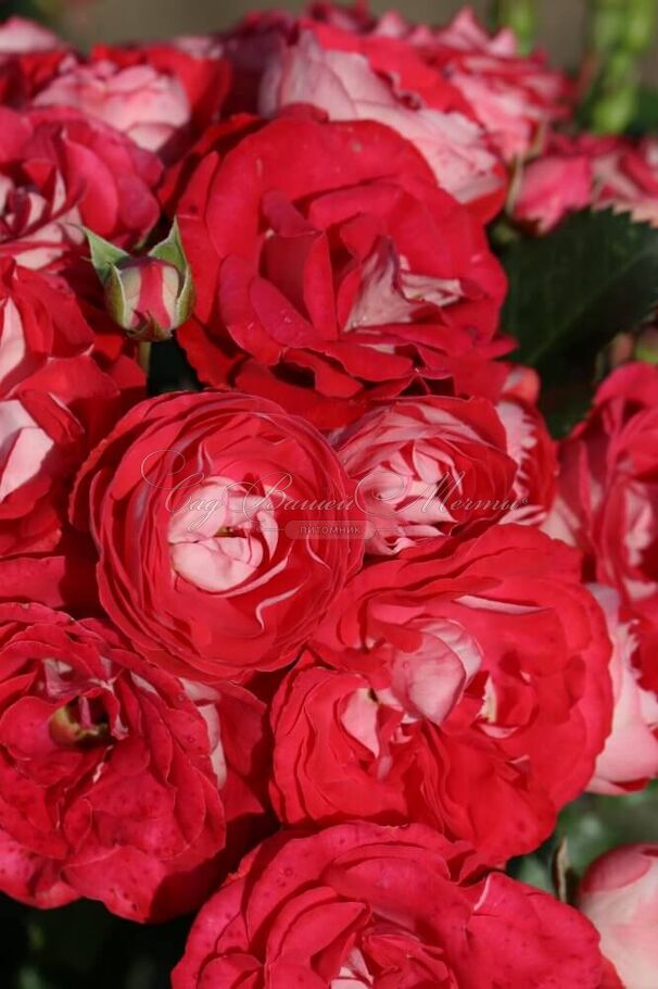 Роза Rosige Landdrostei (Розиге Ландростай) — фото 3