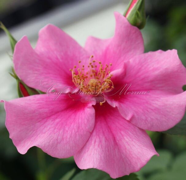 Роза See you in Pink (Си Ю ин Пинк) — фото 2