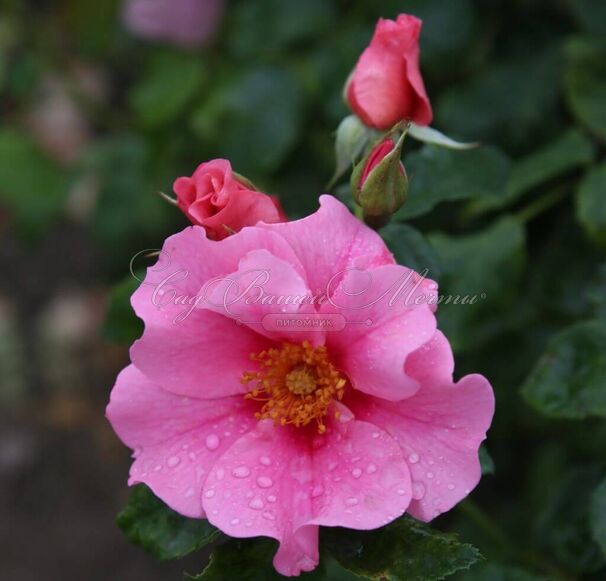 Роза See you in Pink (Си Ю ин Пинк) — фото 7
