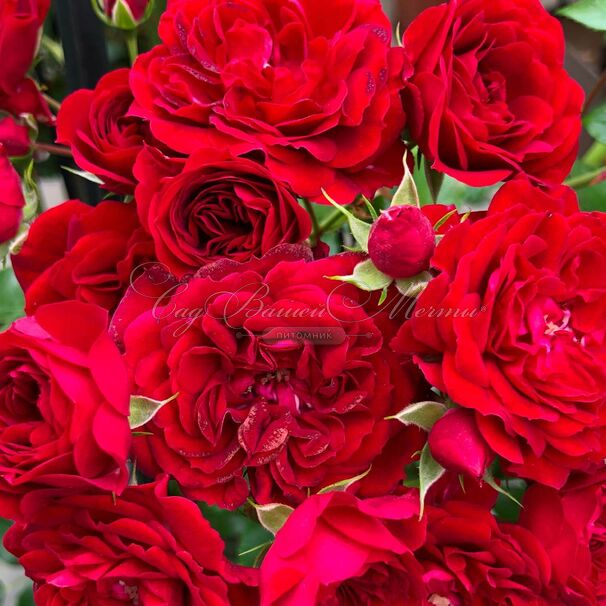 Роза Siluetta Crimson (Силуэтта Кримсон) — фото 4
