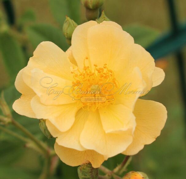 Роза Siluetta Sunny (Силуэтта Санни) — фото 2