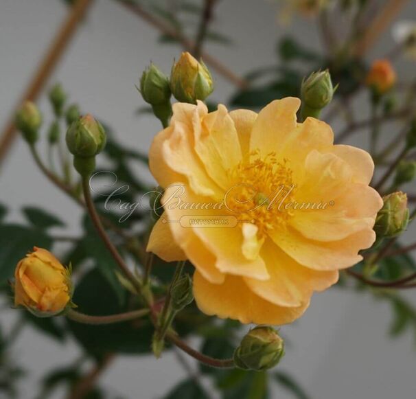 Роза Siluetta Sunny (Силуэтта Санни) — фото 4