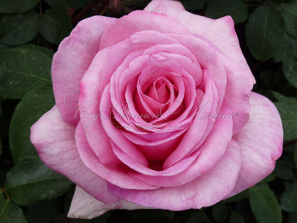 Роза Sweet Parole (Свит Пароле) — фото 2