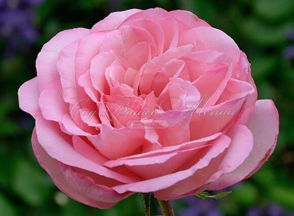 Роза Sweet Parole (Свит Пароле) — фото 4