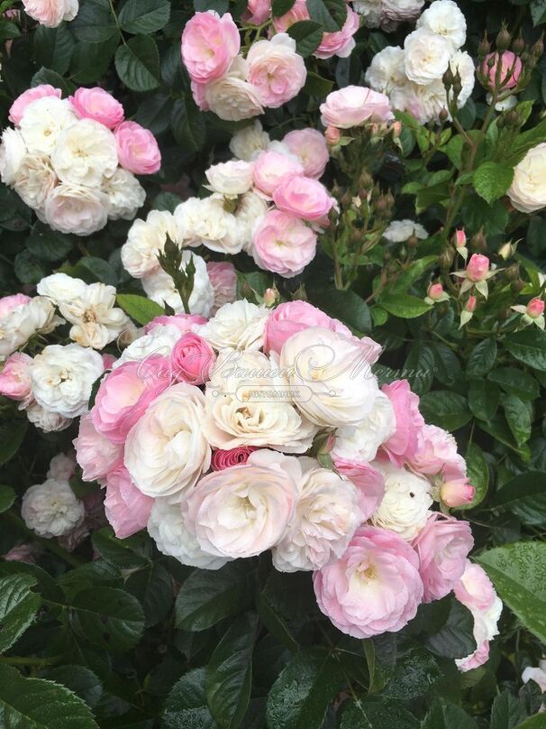 Роза Bouquet Parfait (Букет Парфе) — фото 3