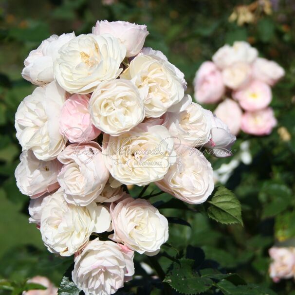 Роза Bouquet Parfait (Букет Парфе) — фото 4