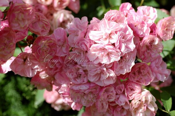 Роза Heavenly Pink (Хэвенли Пинк) — фото 2