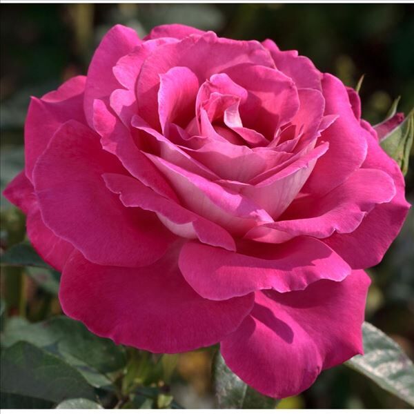 Роза Baronne de Rothschild (Барон де Ротшильд) — фото 3