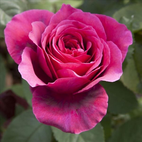 Роза Baronne de Rothschild (Барон де Ротшильд) — фото 4