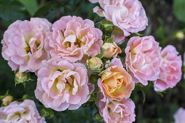 Роза Drift Peach (Дрифт Пич) — фото 2