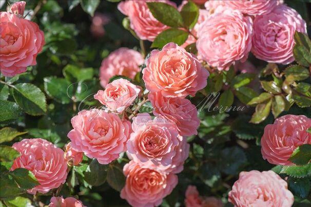 Роза Drift Peach (Дрифт Пич) — фото 3
