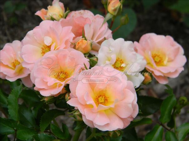 Роза Drift Peach (Дрифт Пич) — фото 4