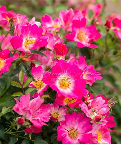 Роза Drift Pink (Дрифт Пинк) — фото 5