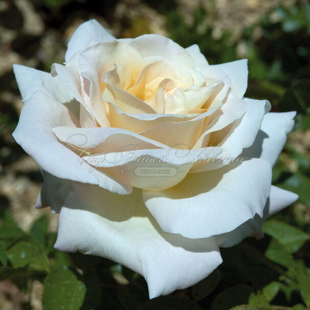 Роза Jardins de Bagatelle (Жарден де Багатель) — фото 2