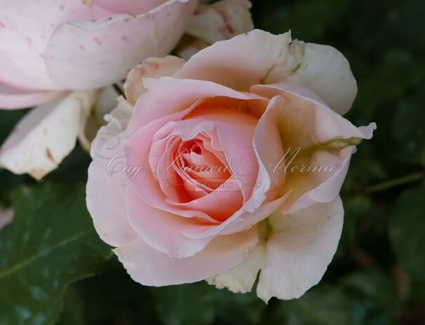 Роза Johann Strauss (Иоганн Штраус) — фото 2
