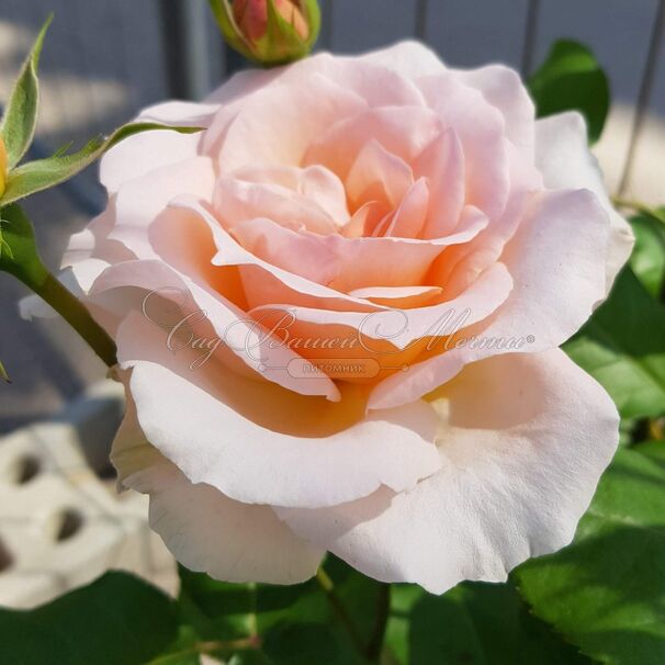 Роза Johann Strauss (Иоганн Штраус) — фото 3